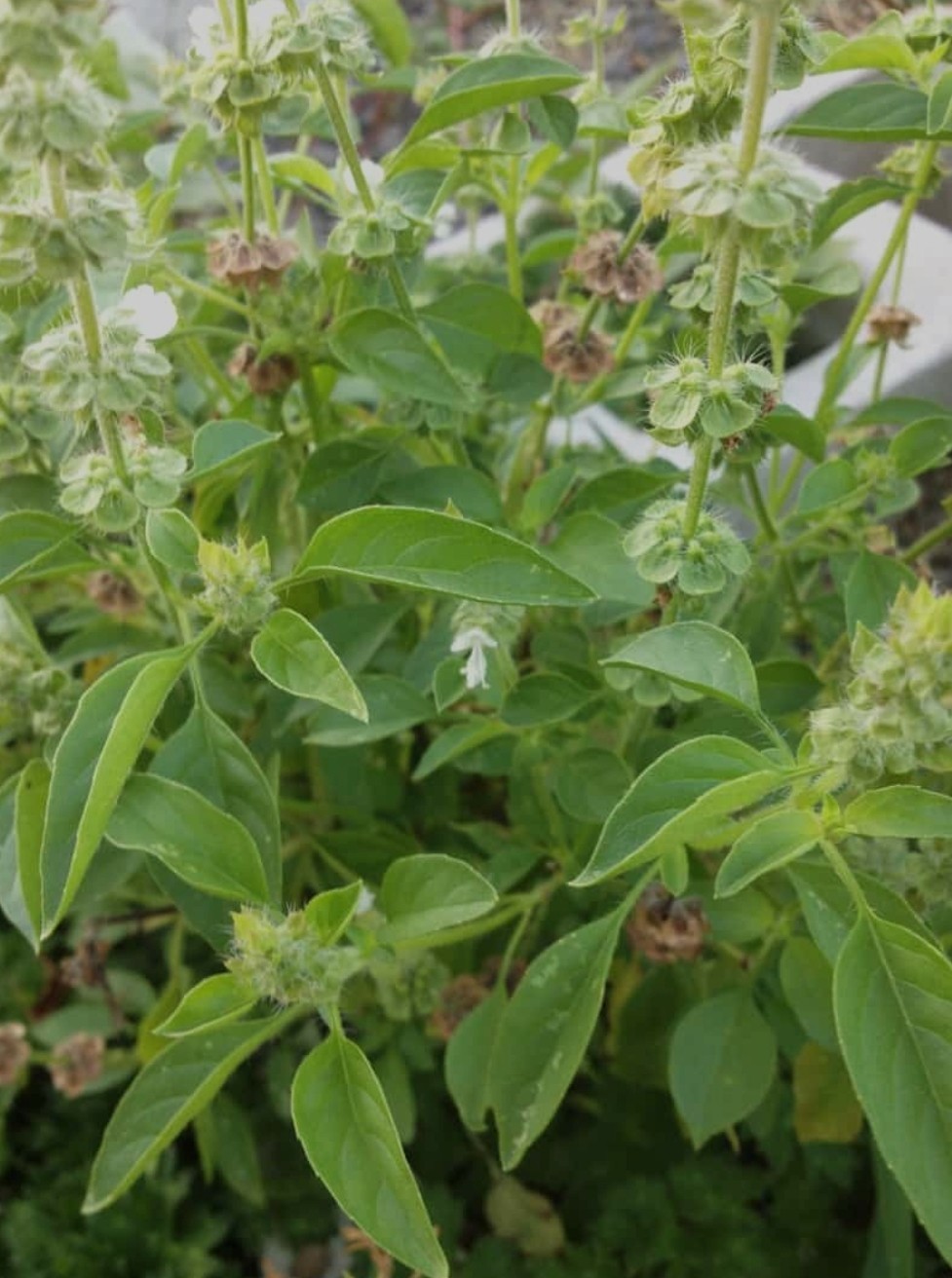 Lime Basil Seeds 15 Organic Seeds *Free Shipping*