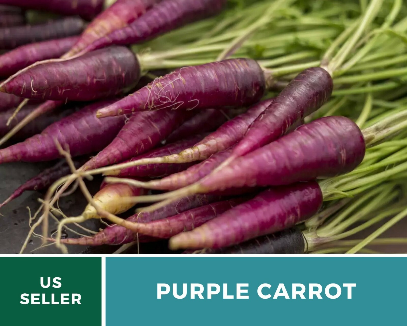 Carrot, Cosmic Purple – 250 Heirloom Seeds – Non-GMO (Daucus carota var stativus