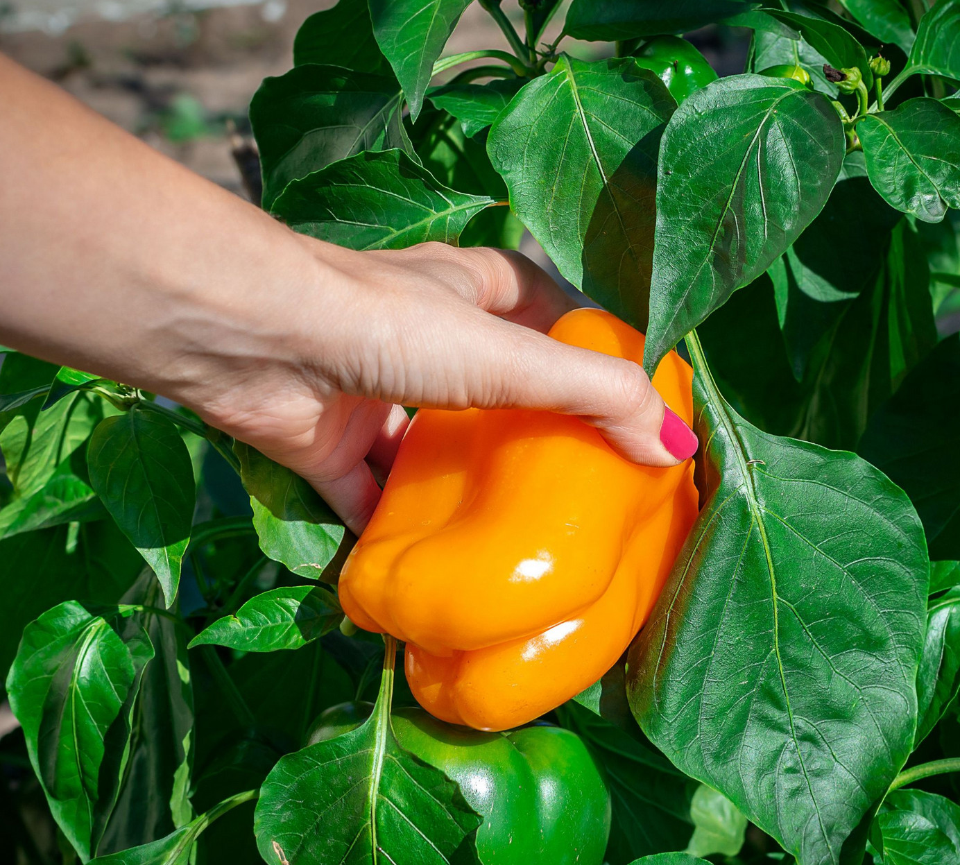 60 Heirloom Giant Orange Sun Bell Pepper Seeds – Largest Heirloom Orange Bell