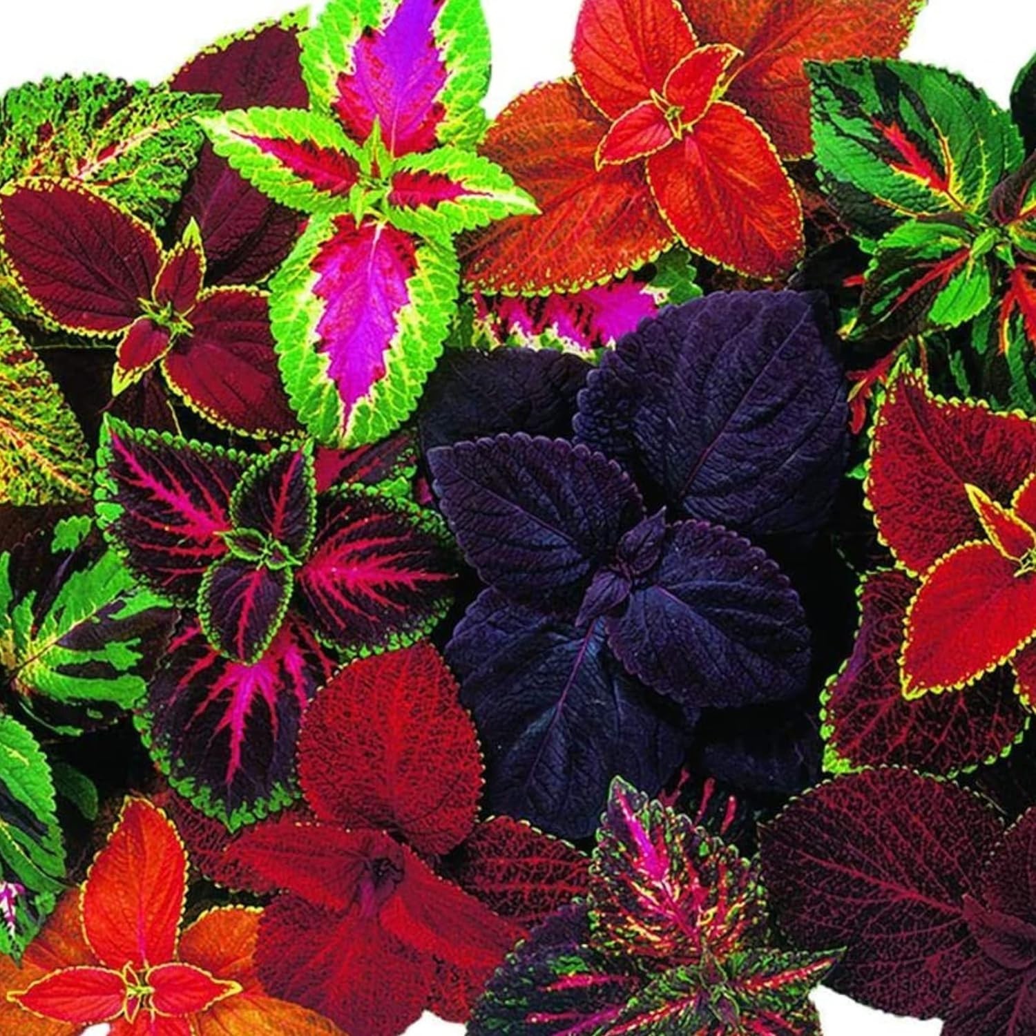 Giant Exhibition Coleus Seeds – Vibrant Mix for Indoor & Outdoor Gardens, Pac…