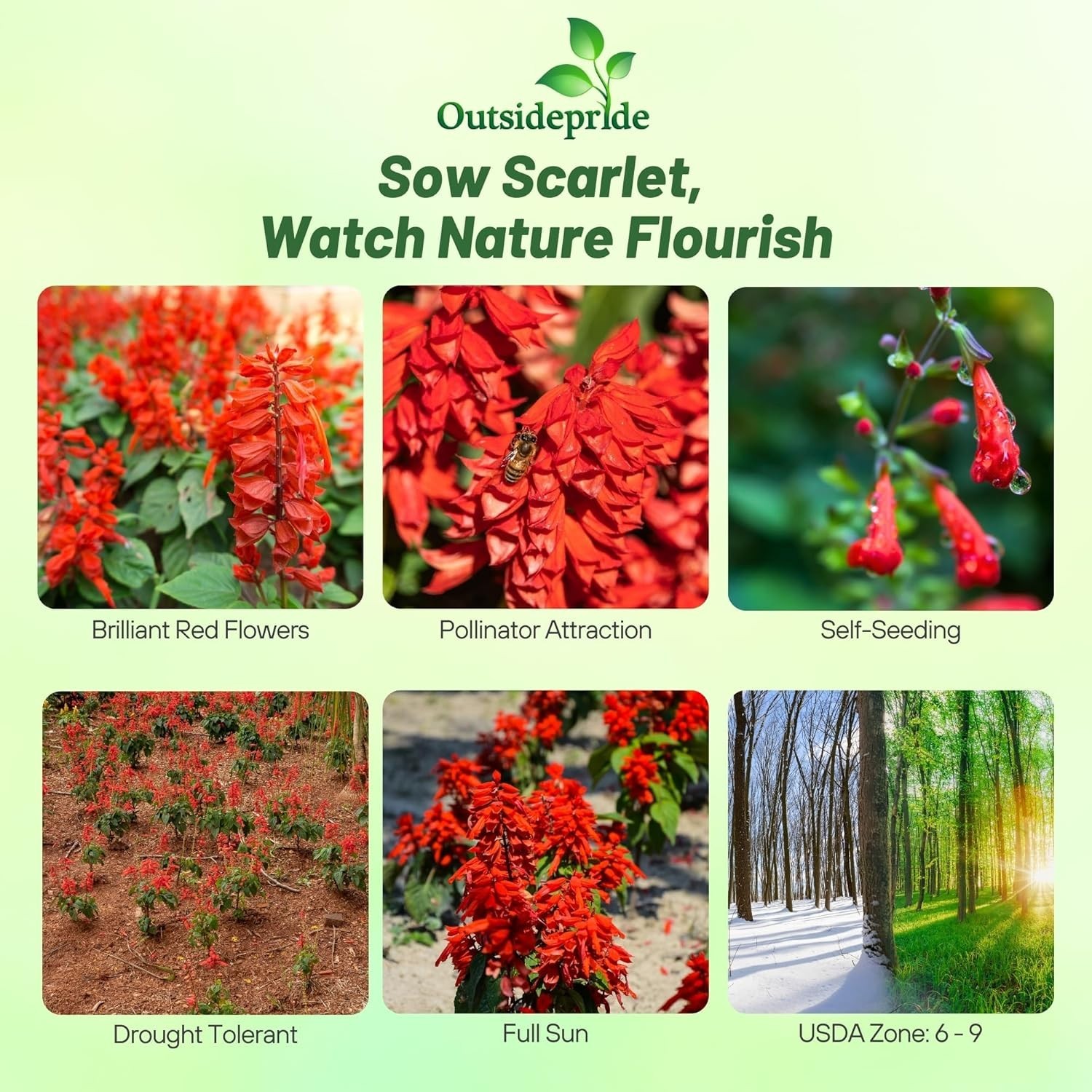 Attractive Scarlet Sage Seeds – 1/4 lb Perennial that Enhances Garden Wildlife