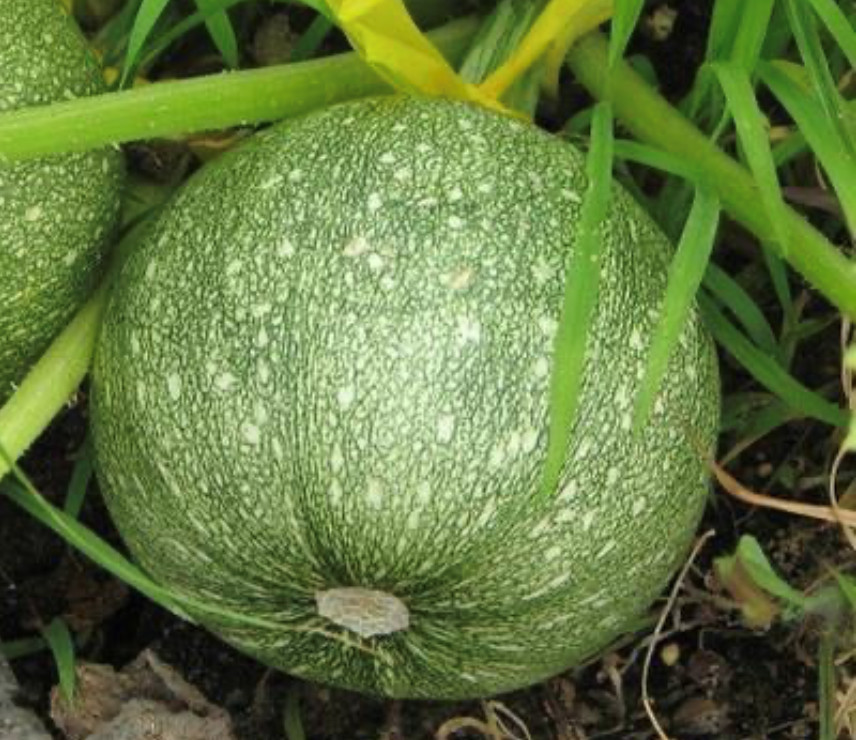 Round Zucchini Seeds | Summer Squash | Heirloom | Organic