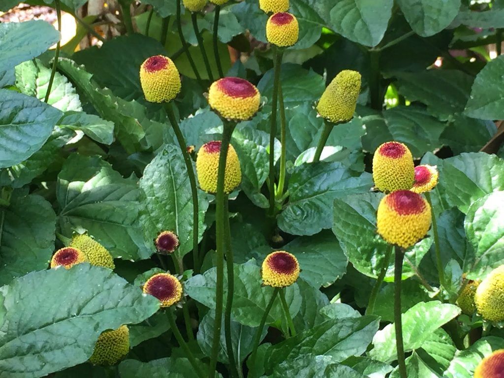 Spilanthes acmella TOOTHACHE PLANT – Seeds!