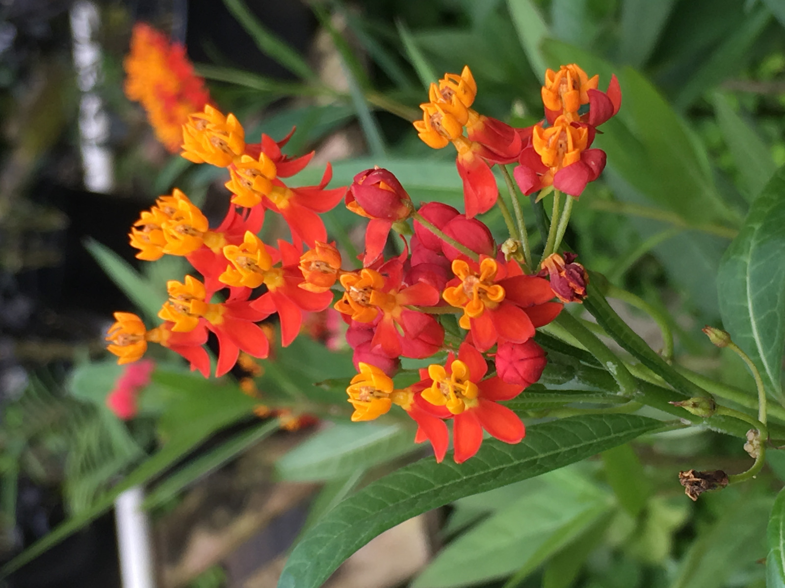 Asclepias Curassavica-Tropical Milkweed (250+ Seeds) Free Organza Bag+Free Ship