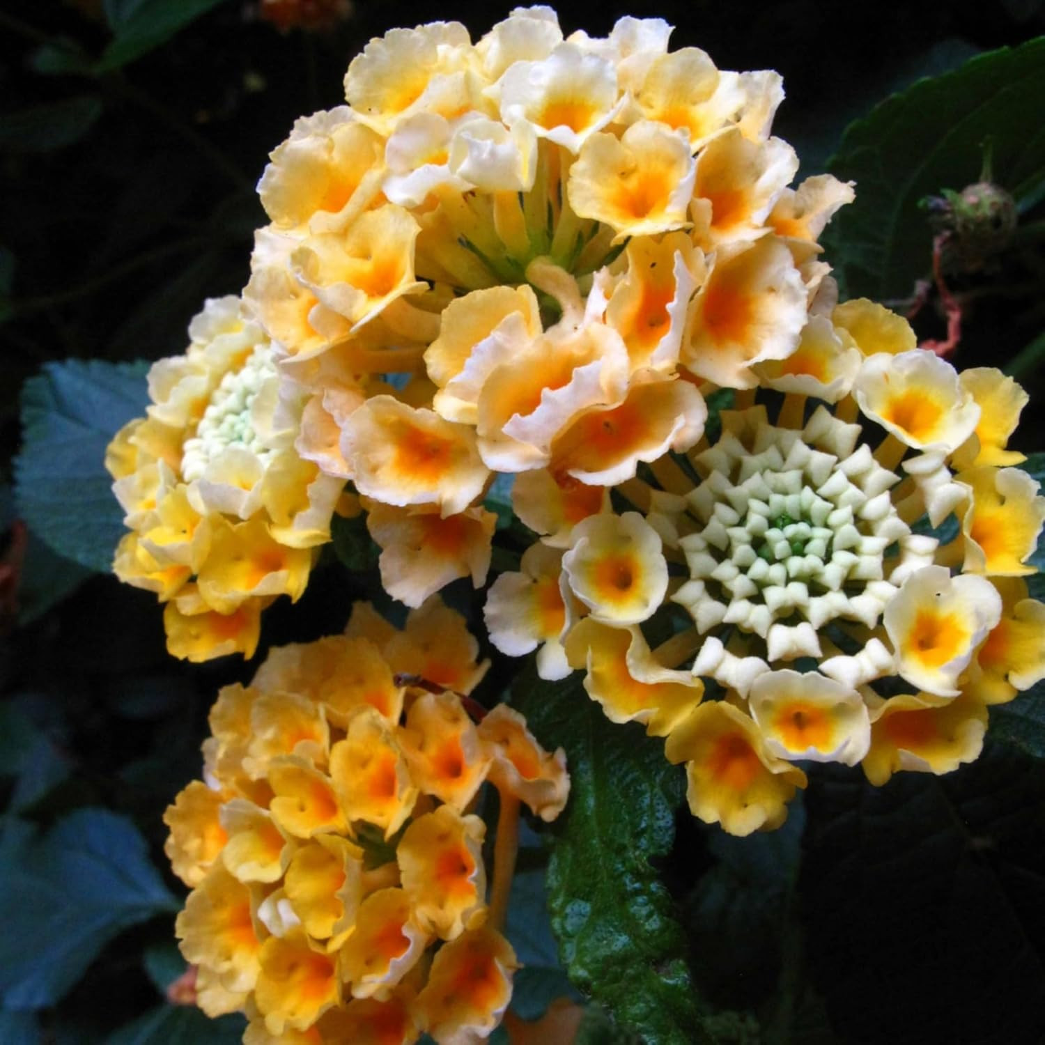 Lantana Flower Seeds for Planting – Mix Color Lantana Seeds to Plant Non-Gmo Per