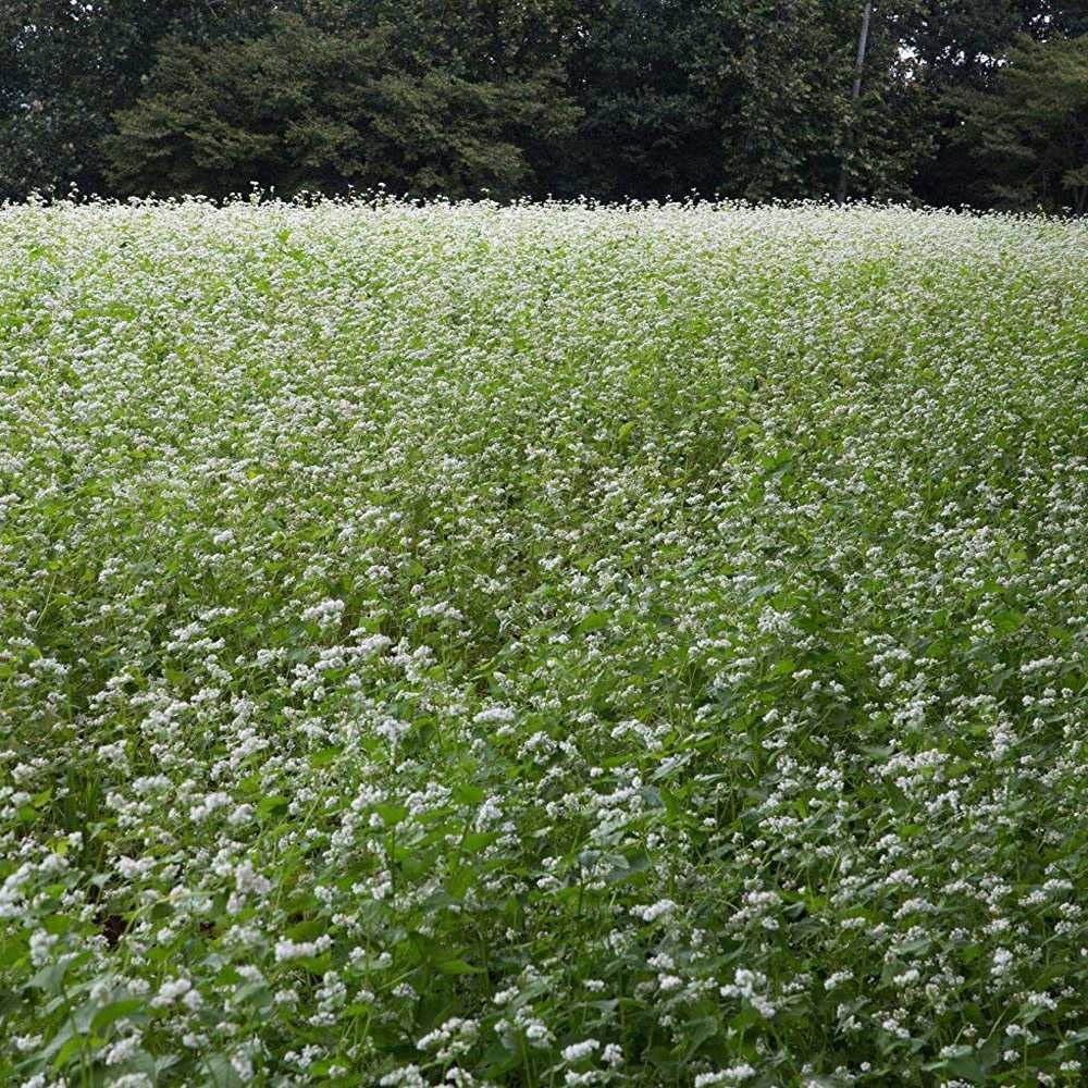Buckwheat Seeds 5lbs FastGrowing Cover Crop for Soil Health, Bees & Wildlife