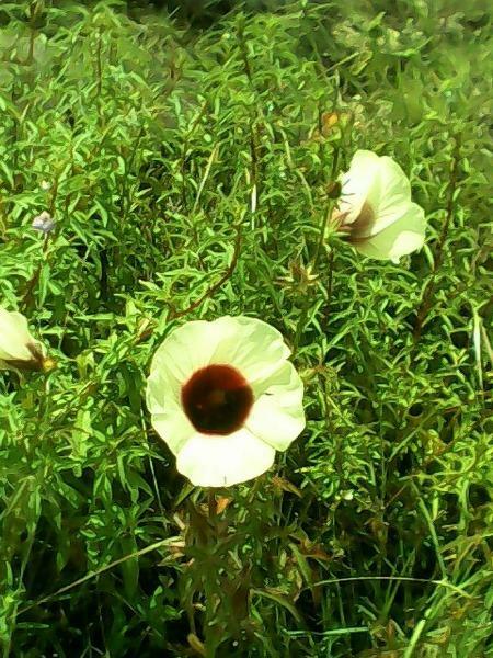 Hibiscus cannabinus | Yellow Flower | Kenaf | 10 Seeds