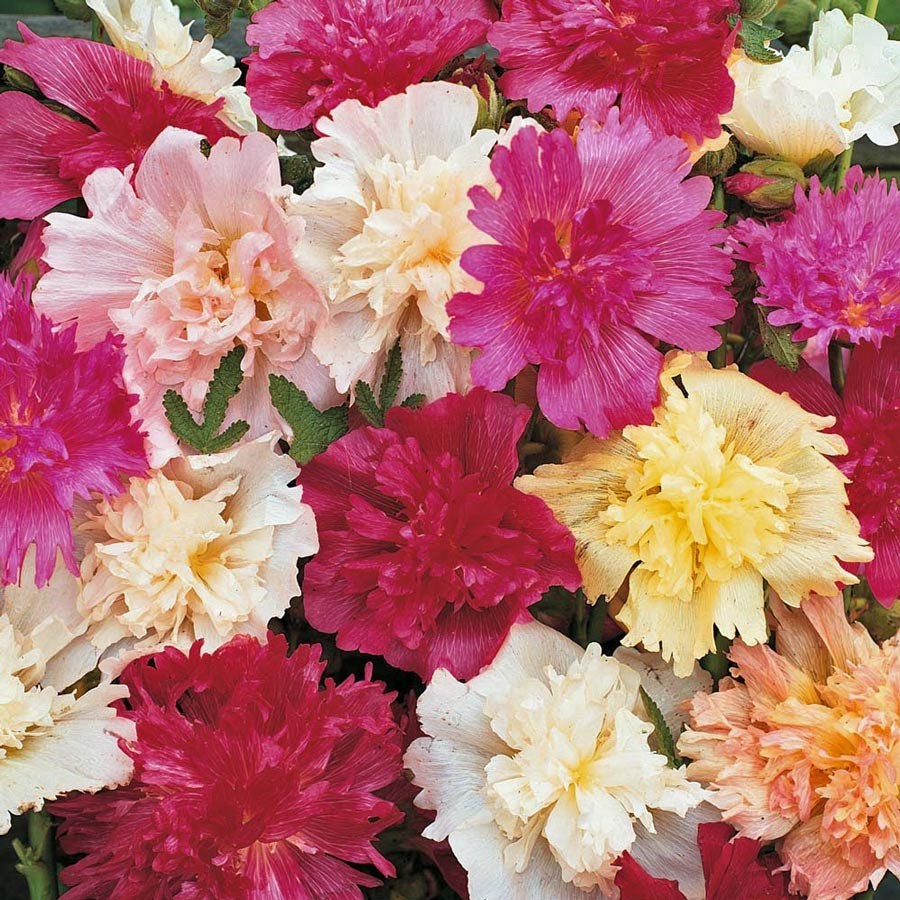 Alcea rosea Queeny Series Dwarf Mixed Colors PERENNIAL Seeds!