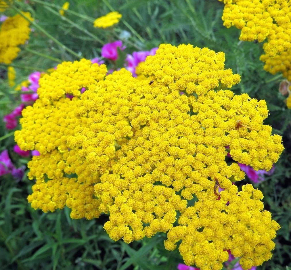 501+GOLD YELLOW YARROW Seeds Milfoil Wildflower Medicinal Herb Perennial Easy