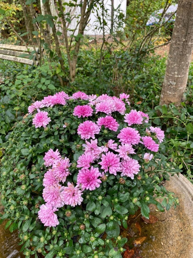 PINK Chrysanthemum Flowers 250 PINK Mum Seeds USA Seller Grown