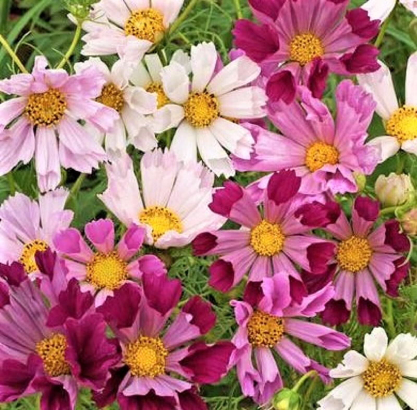 Sea Shells Mix Cosmo Seeds 100+ SEEDS –BUY 4 ITEMS FREE SHIPPING