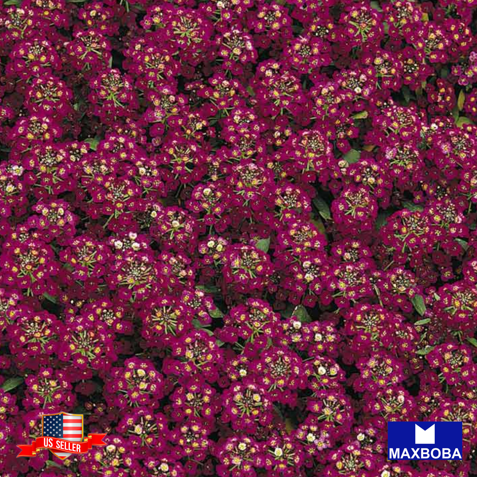 Fresh!! Alyssum Seeds – Royal Carpet Lobularia maritima Non-GMO Herb Garden