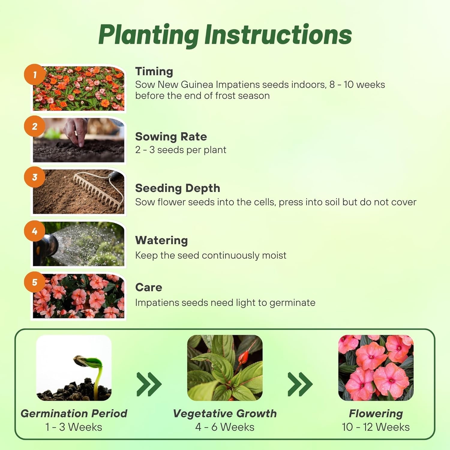 25 Seeds AAS Winner Sweet Orange New Guinea Impatiens Garden Flower Seeds