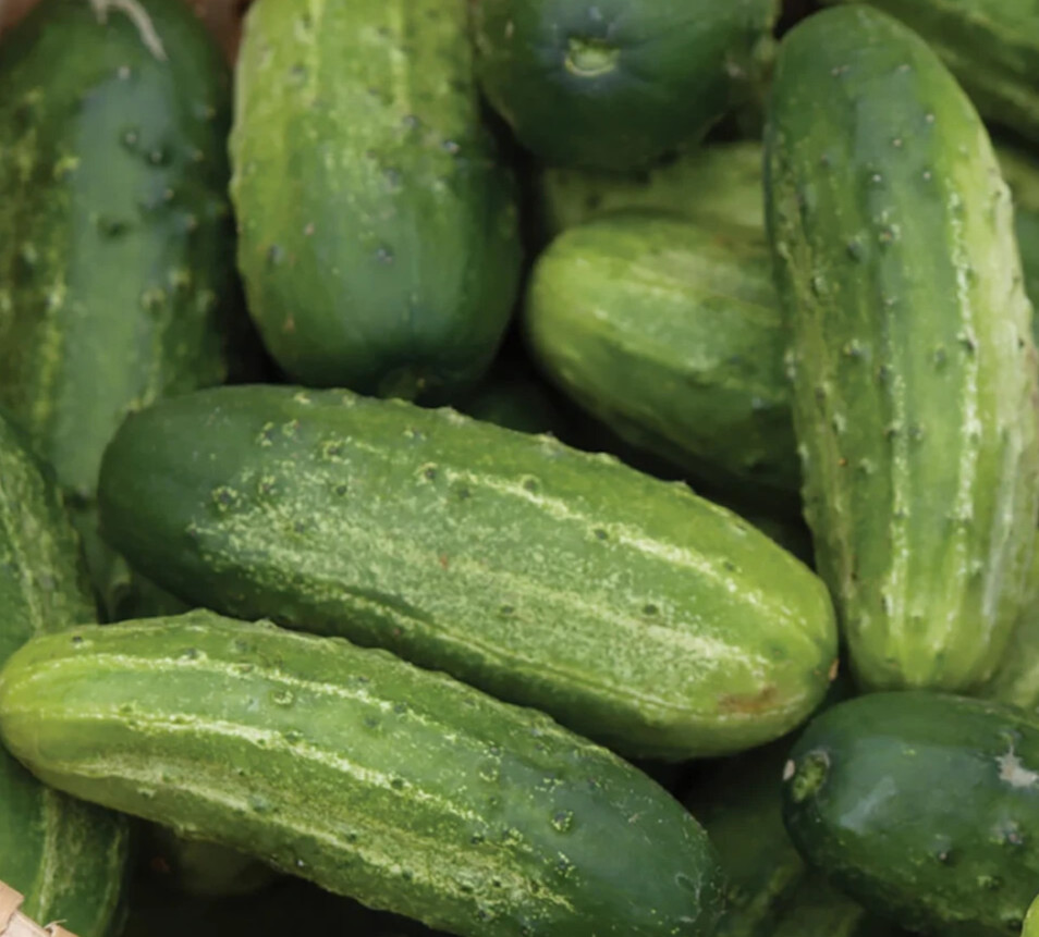 WISCONSIN CUCUMBER SEEDS 50+ SMR 58 PICKLING vegetable GARDEN FREE SHIPPING