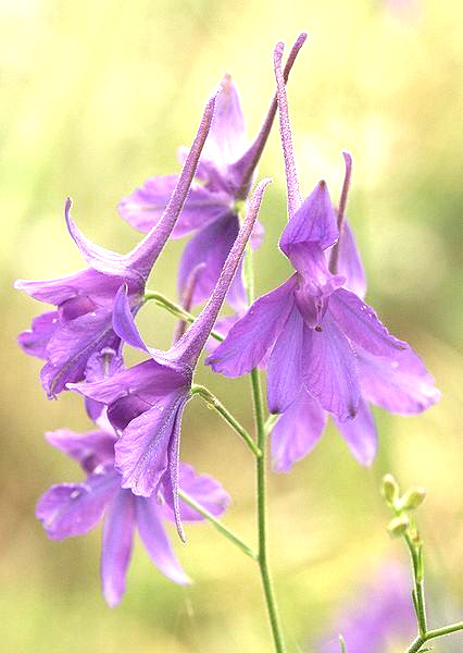 860 SEEDS – larkspur DELPHINIUM CONSOLIDA flower GroCo USA – BUY 15=SHIPS FREE
