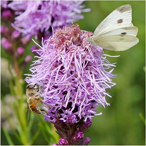 Diverse Perennial Wildflower Seeds | 30,000+ Seeds for Summer to Fall Blooms