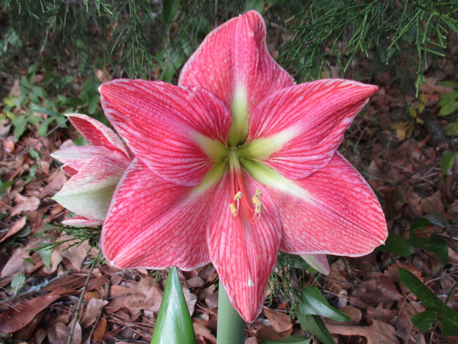 15 Amaryllis seed Terra Cotta Star dried refrigerated Hippeastrum Free Shipping