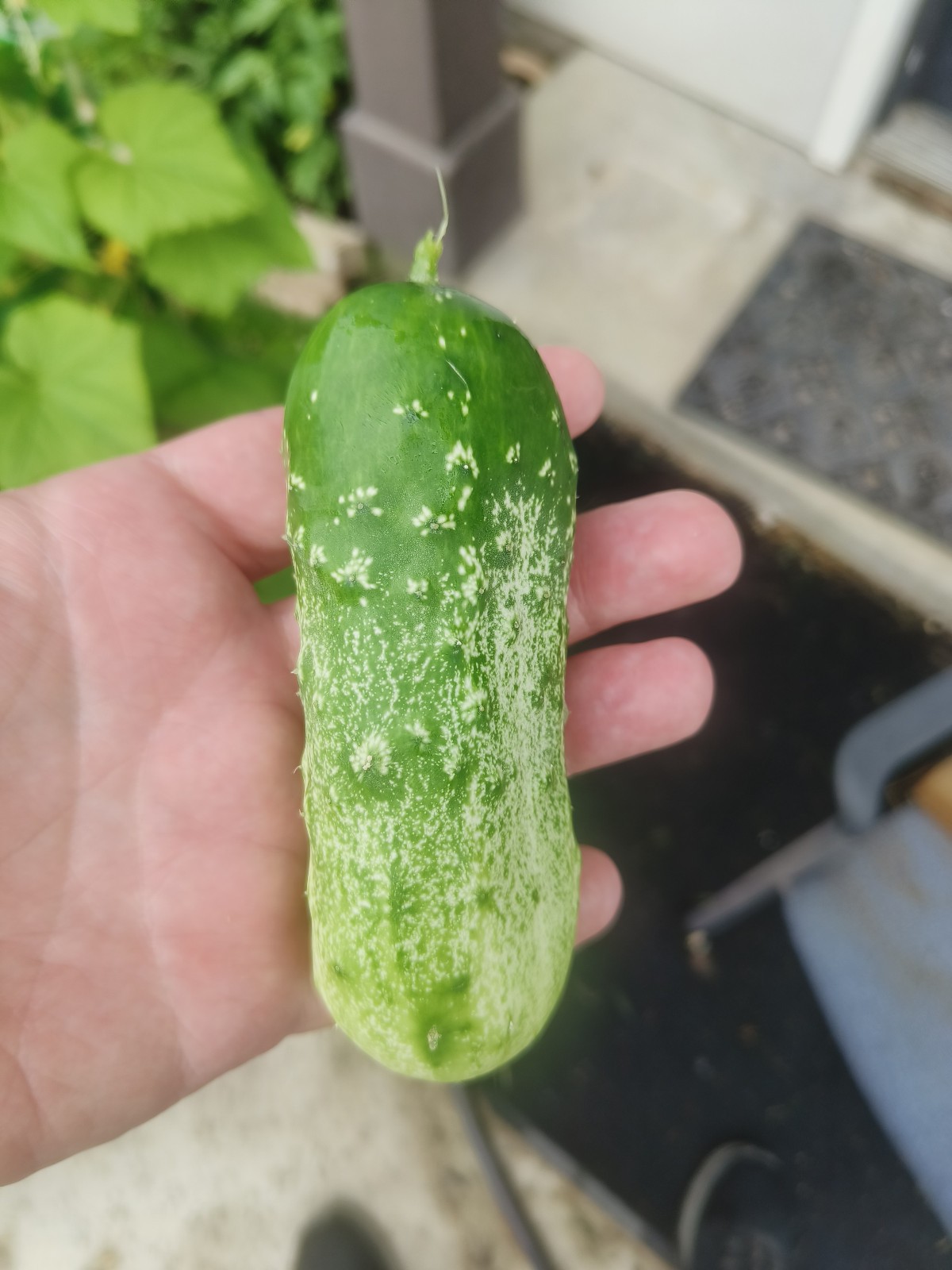 80 Heirloom Boston Pickling Cucumber Seeds -Amazing Heirloom Pickling Variety