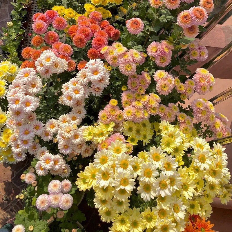 200 Pcs Mixed Perennial Chrysanthemum Seeds