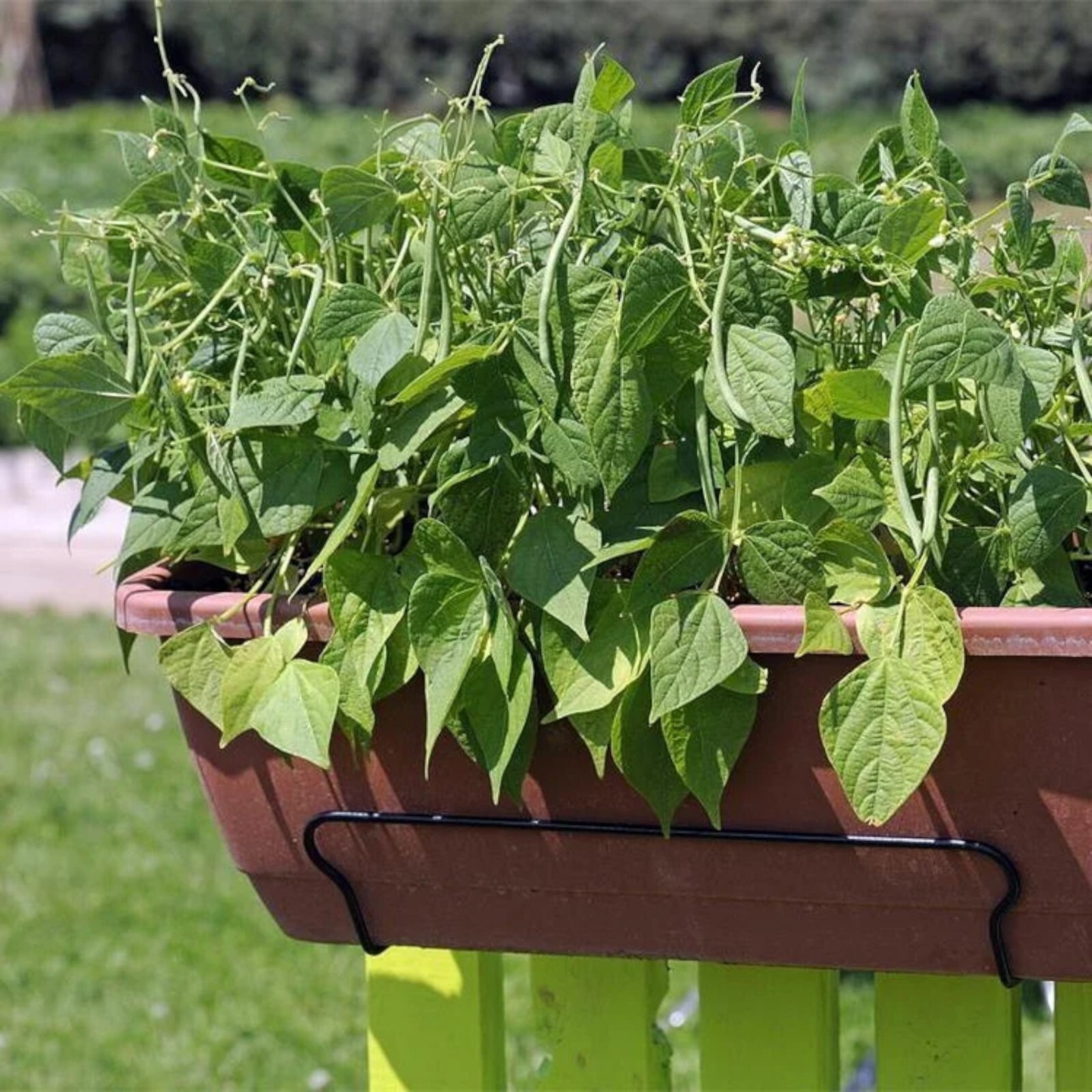 50 Organic Bush Beans Seeds – Non-GMO, Heirloom Green Vegetable for Gardens