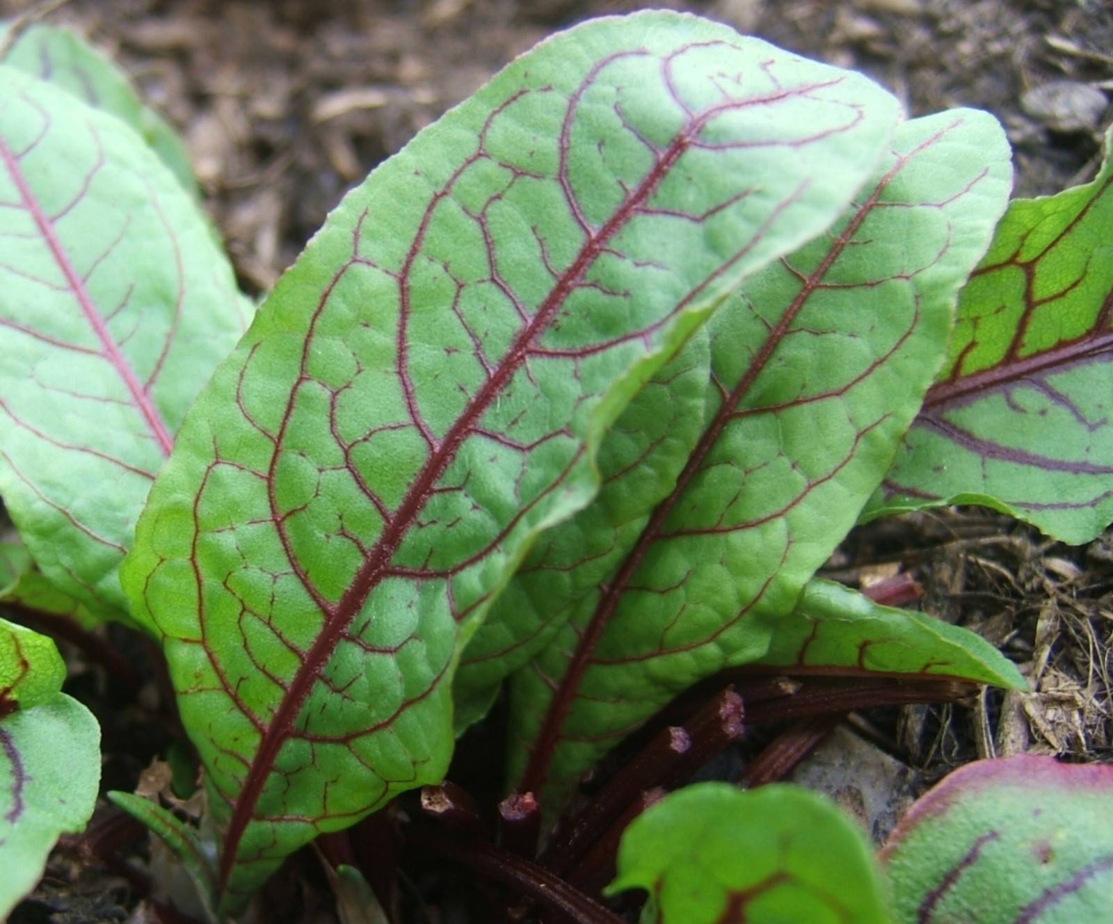 Sorrel Seeds- Blood-Veined- Heirloom Green- 200+ Seeds $1.69 Max Shipping