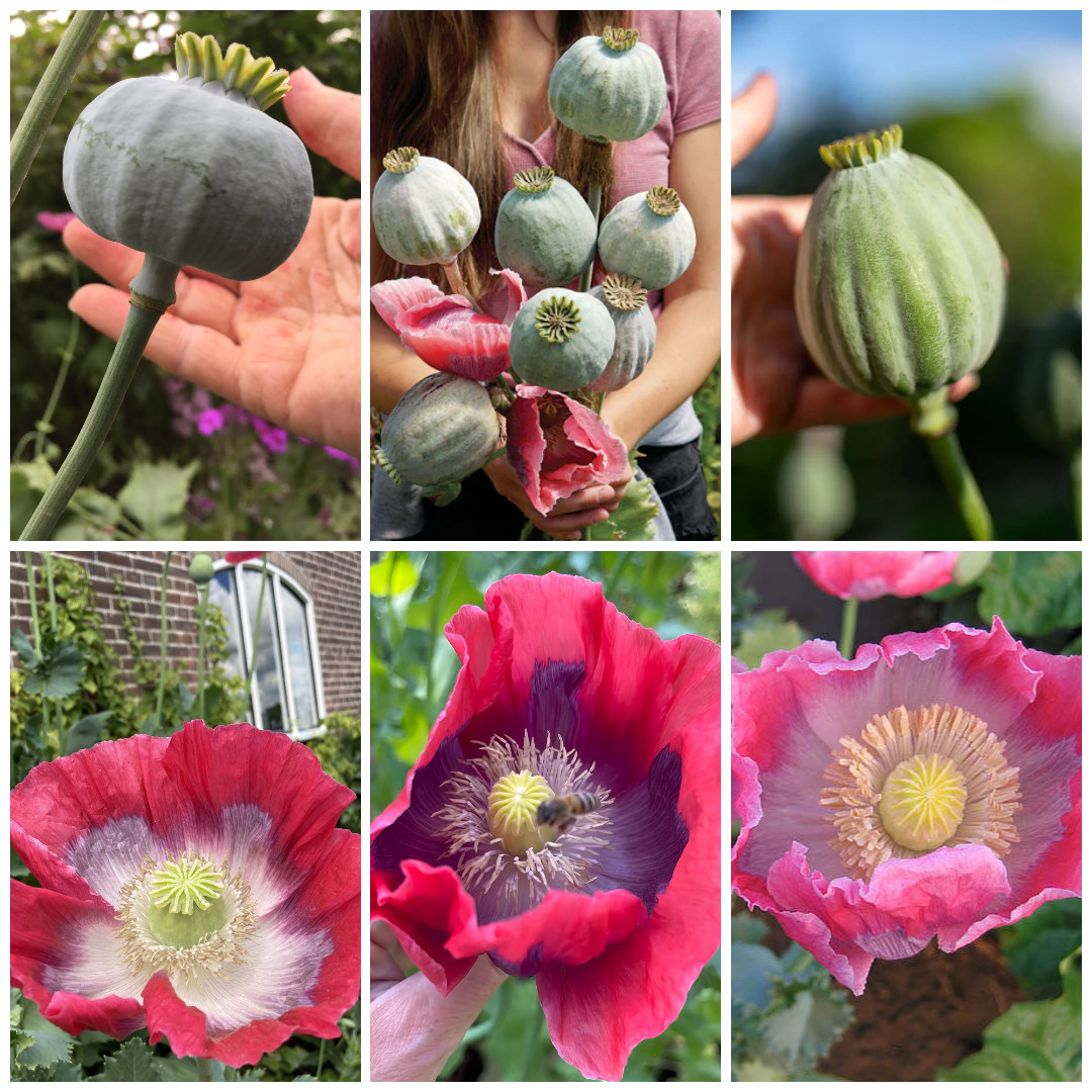 1,500 Seeds – Giant Somniferum Poppy Mix – Three Of The Largest Poppy Varieties