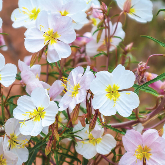 Pale Evening Primrose Seeds | 100 – 2,000 Seeds | Non-GMO | Free Shipping | 1242