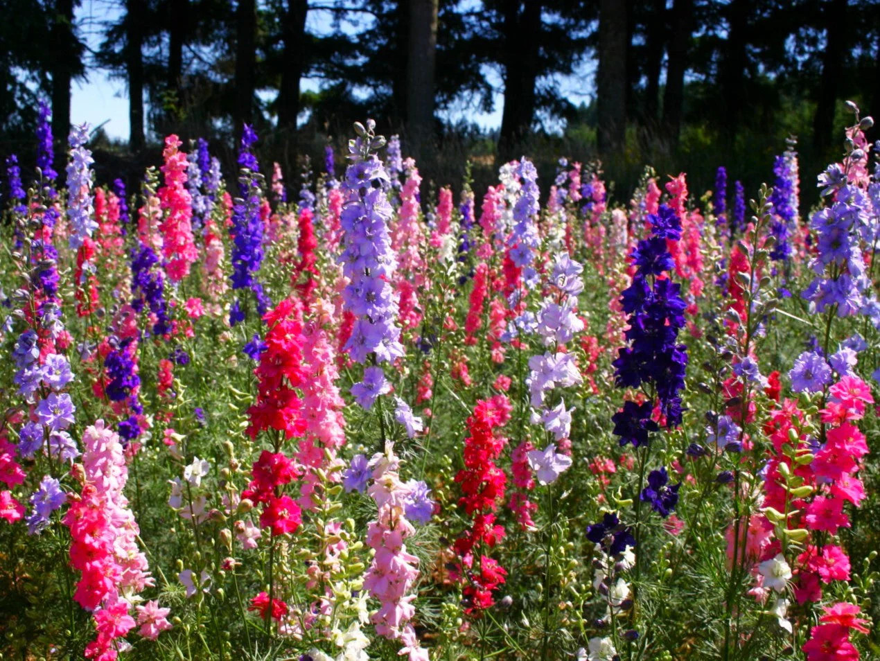 Rocket Mix Larkspur Seeds | Delphinium Colorful Tall Wildflower Flower Seed 2025