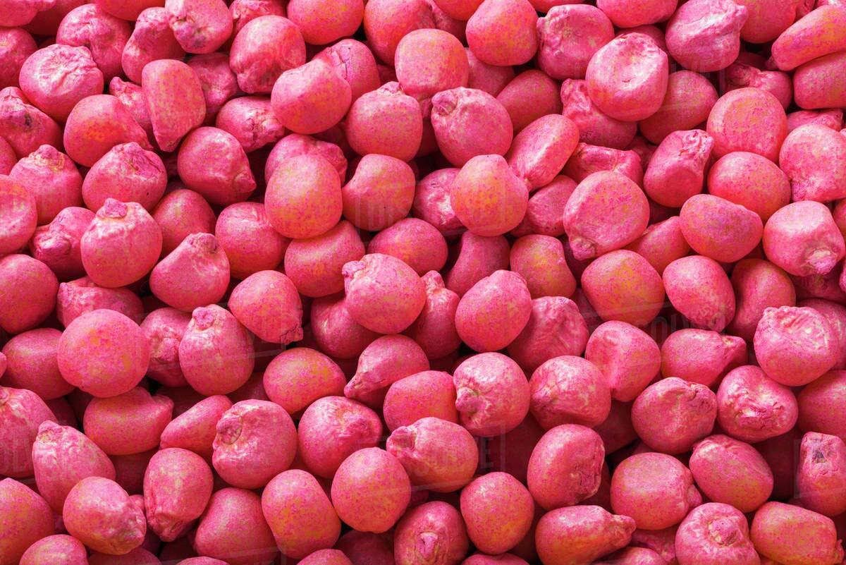 CZ Grain Dinner Getter Deer Food Plot Corn Seeds – 250 Seeds to Grow Deer Food –
