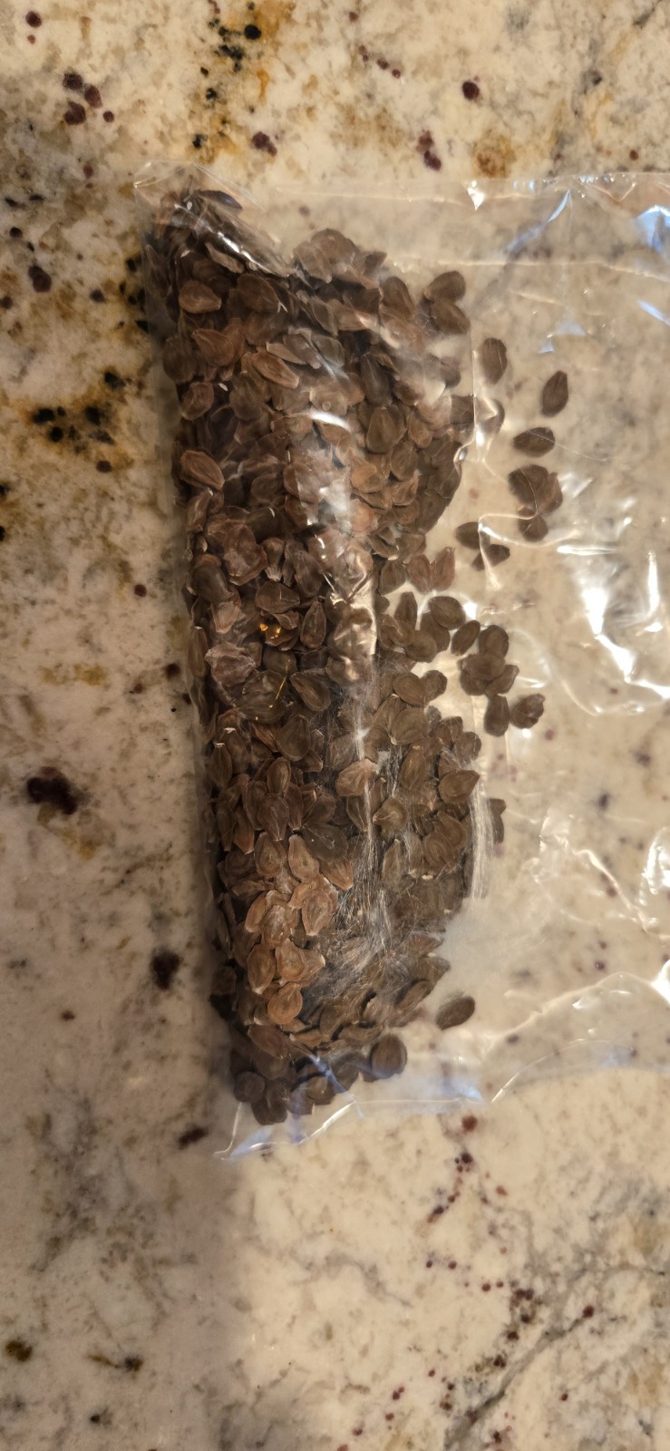 10 Calotropis Gigantea Seeds/ Giant Purple Mlkweed Seeds. Tracking Provided