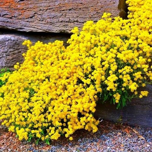 2000+ Mix Creeping Thyme Seeds Ground Cover for Planting – 4 Perennial Thyme