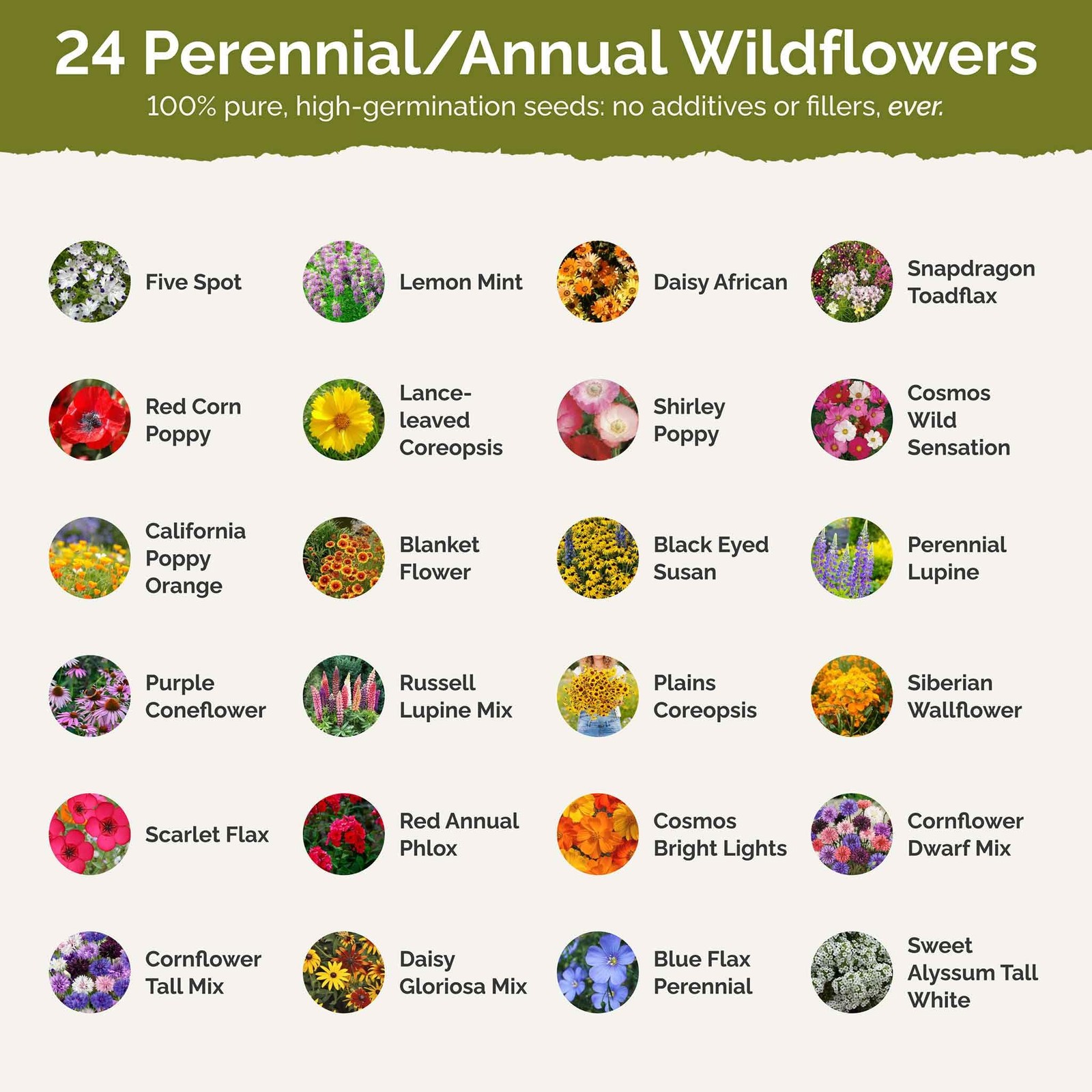 Southeast Wildflower Seed Mix 120,000+ Seeds for Pollinators, Plant in