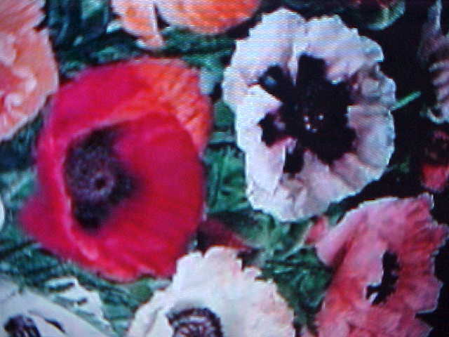 POPPY ORIENTAL BLEND 2-4″ FLOWER 250 SEEDS