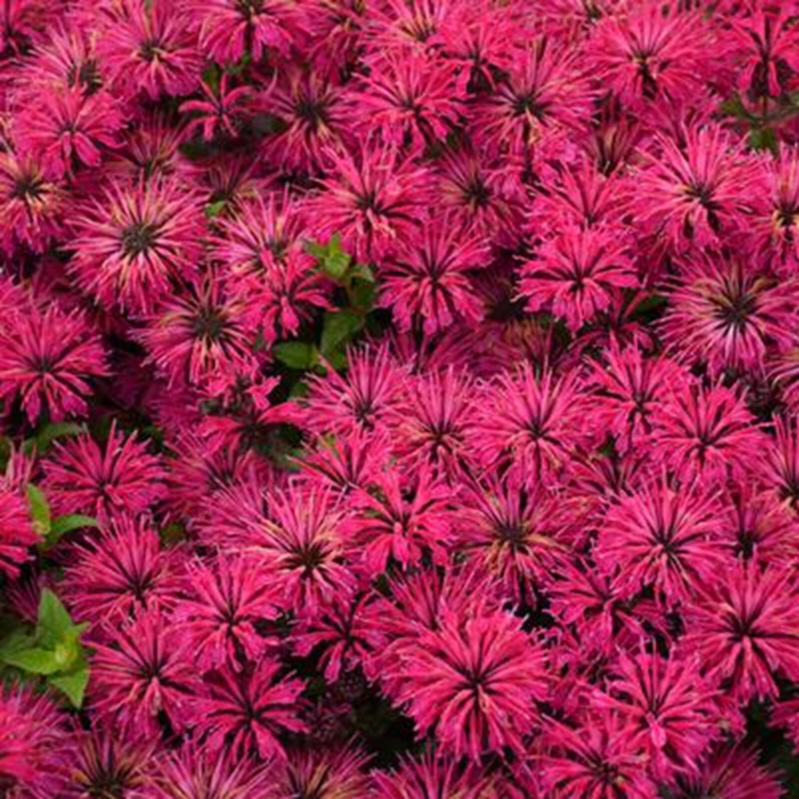 100 Razzberry Bee Balm Seeds Flowers Seed Butterflies Bees Hummingbird US SELL