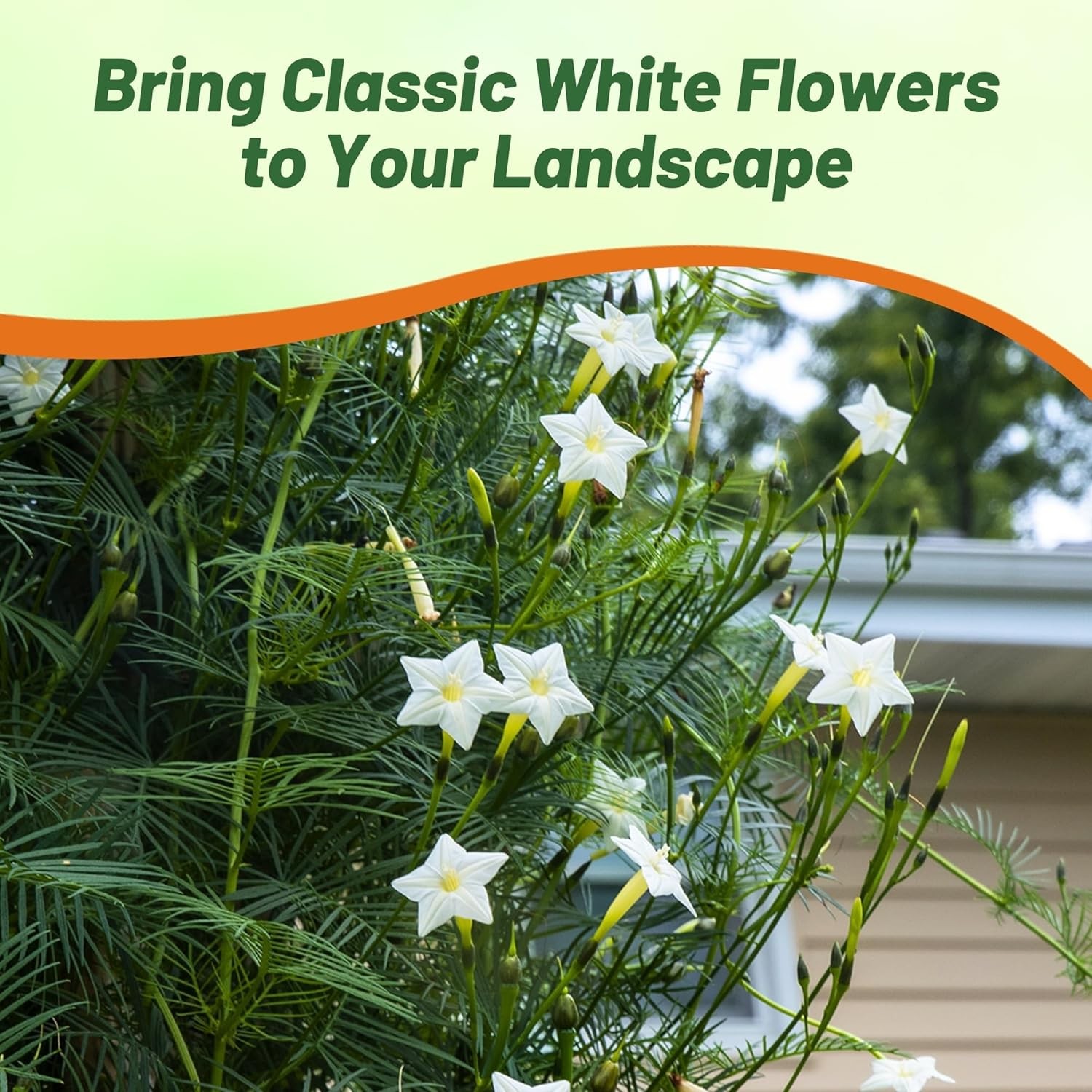 100 Seeds Cypress Vine Seeds – Ipomoea Pennata White Flower Seed