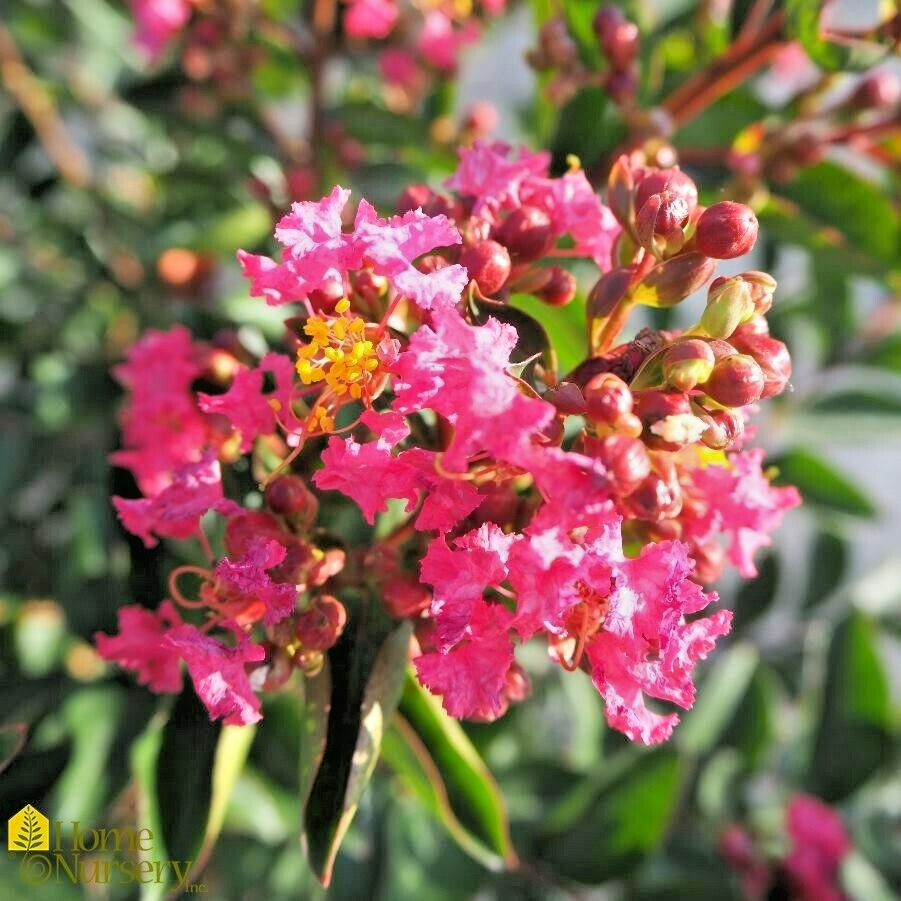 25 RASBERRY DWARF CREPE MYRTLE SEEEDS – Lagerstroemia indica
