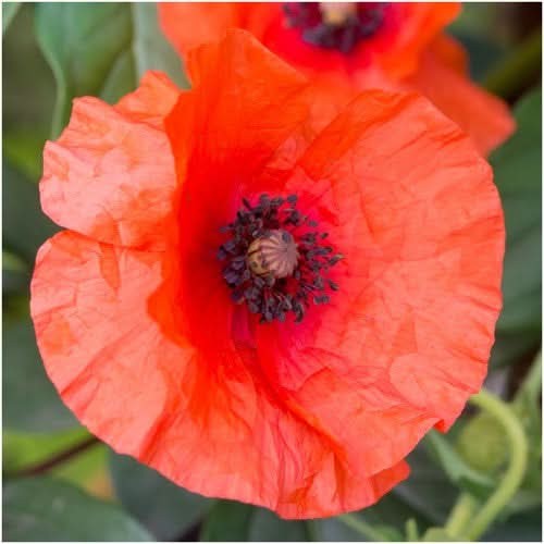 Corn Poppy Seeds For Planting / Red Poppy (Papaver rhoeas)