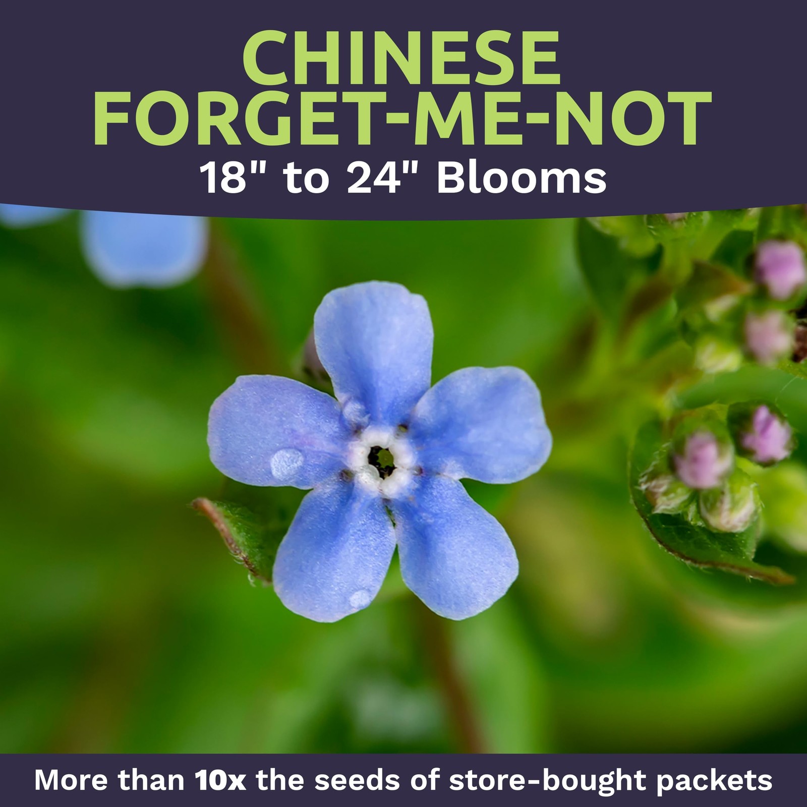 5500 PCS Blue Forget Me Not Wildflower Seeds Cynoglossum Amabile Packet