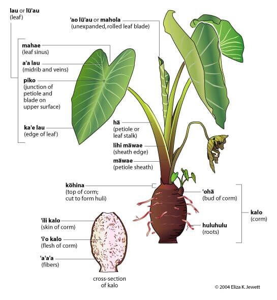 3 Taro Root Bulbs Elephant Ear Edible Aquatic Marginal Bog Pond Live Plant Fresh