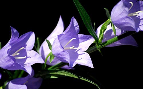 Tussock Bellflower Seed Mix Blue and White 1000 Seeds for Planting Campanula