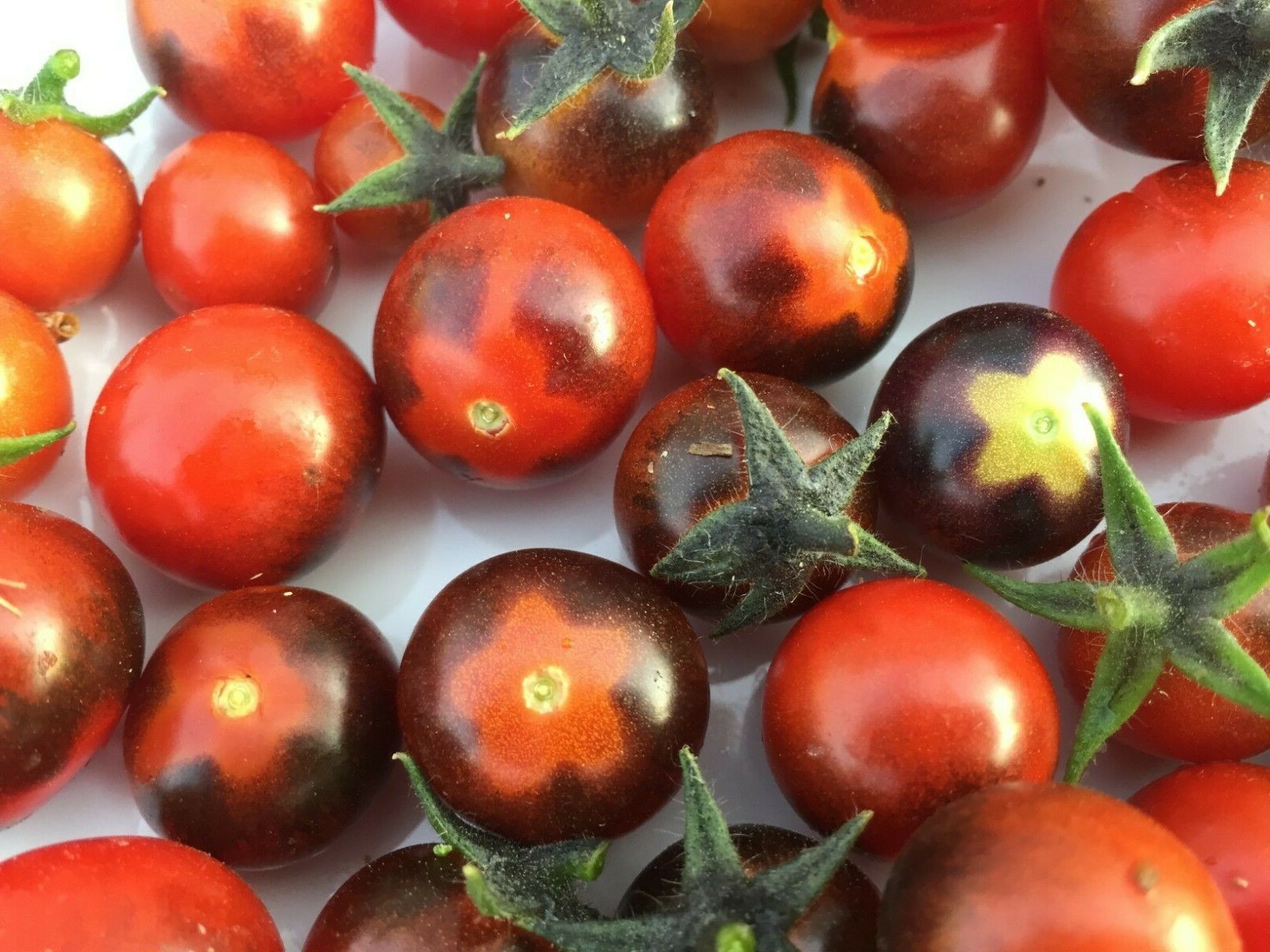 40 seeds Cherry Blue Berries Tomato Seeds Blueberry Heirloom Organic +gift