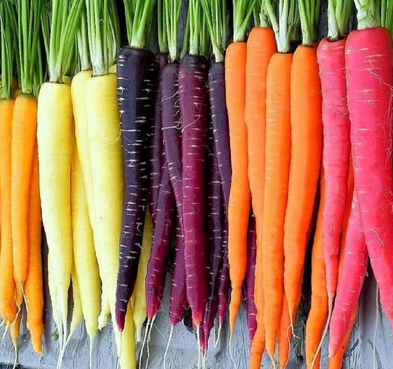 Heirloom Rainbow Carrot Seeds for Planting – 750 Non-GMO Seeds, 2 Packets