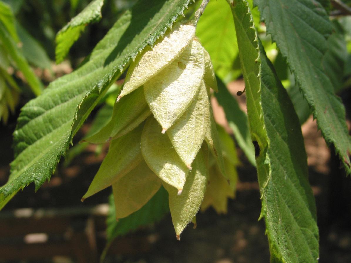 20 EASTERN HOP HORNBEAM – Ostrya virginiana