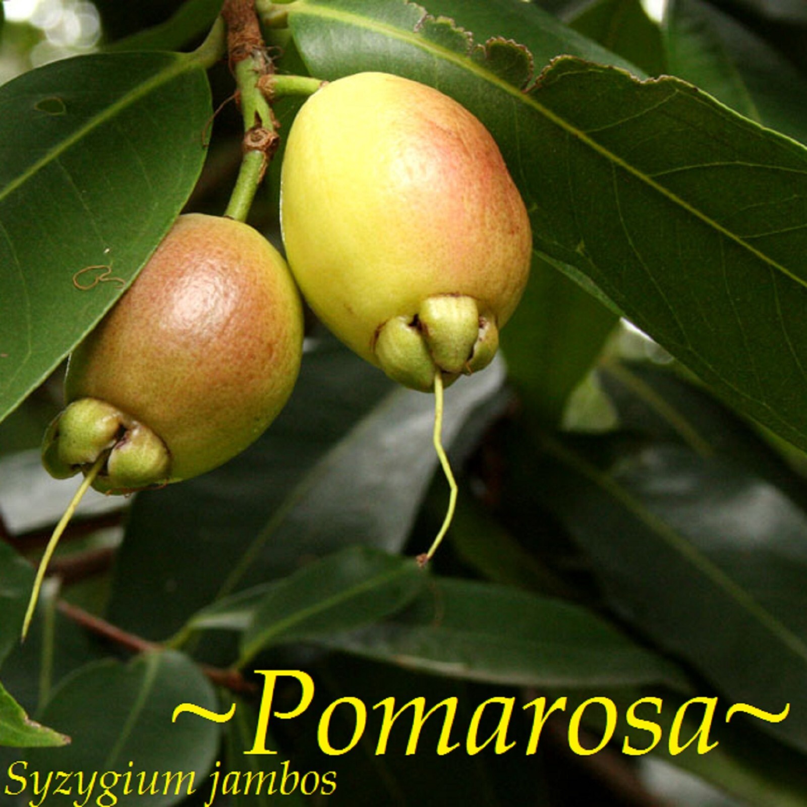 ~Rose Apple~ Poma Rosa syzygium jambos Live healthy plant