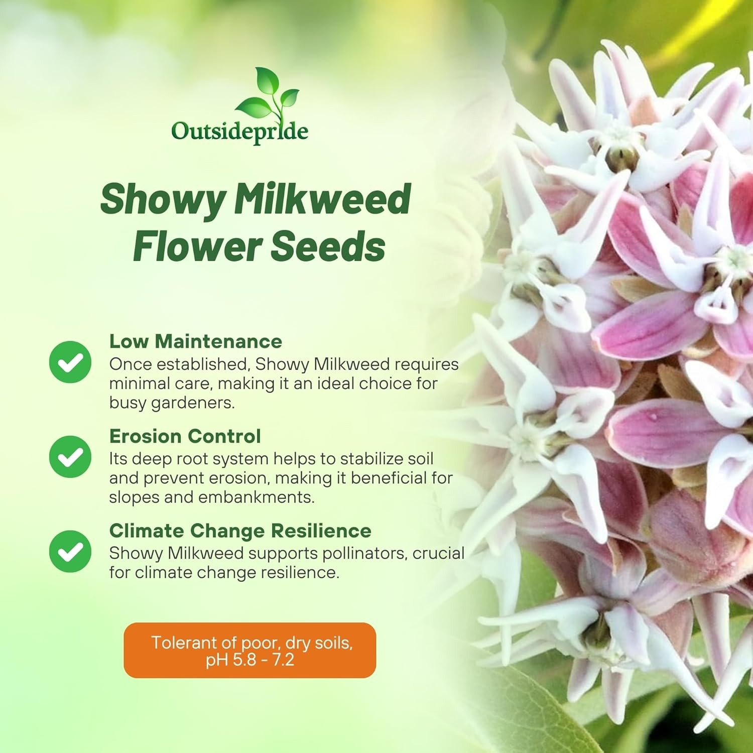 50 Seeds Drought Tolerant Showy Milkweed Asclepias Speciosa Garden Flower Seeds