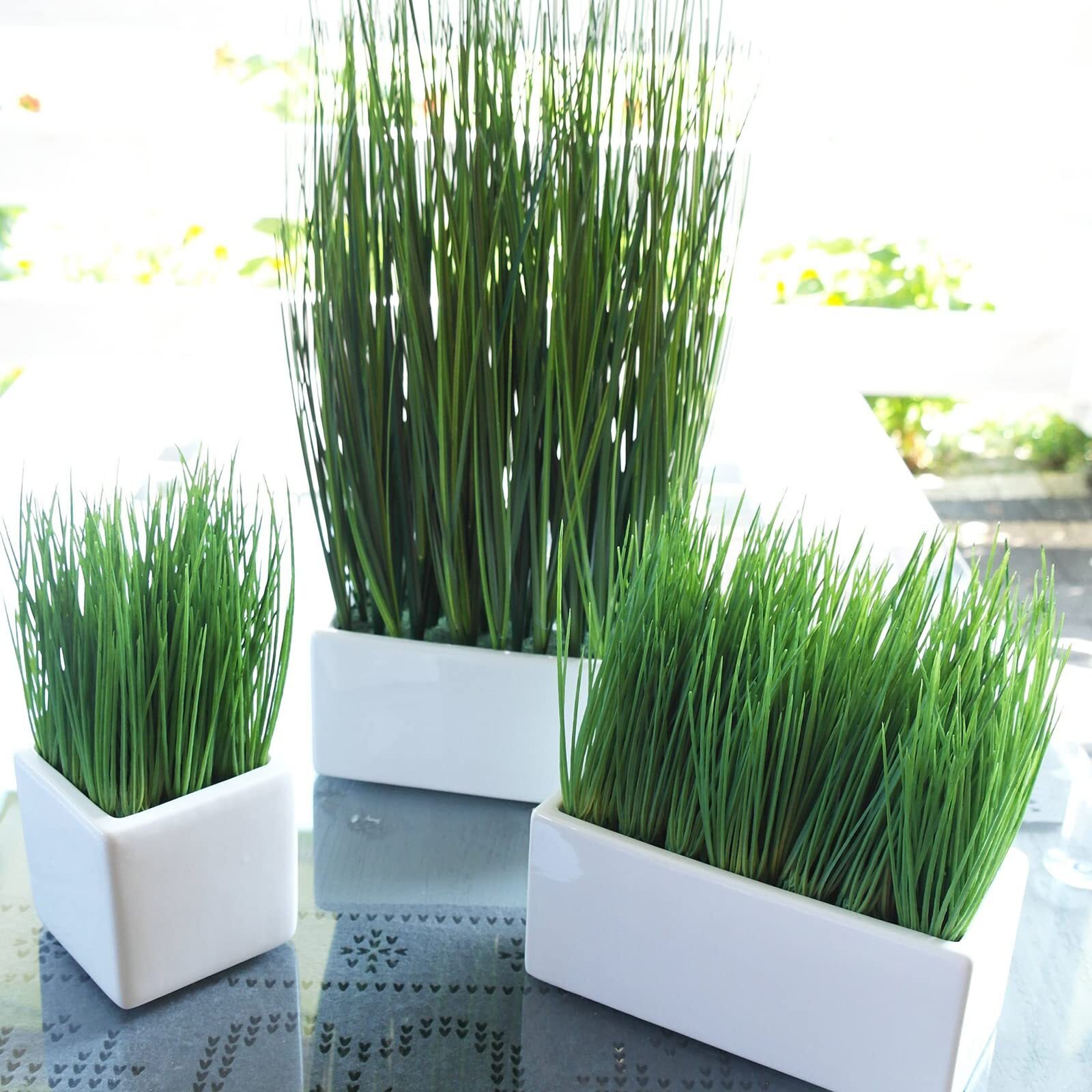 2000+Premium Cat Grass Seeds Organic,98% Germination Rate, Germinate Within 3 Da