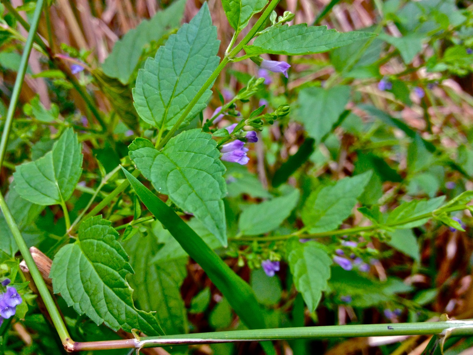 Scutellaria lateriflora seeds – Blue Skullcap – Mad Dog Skullcap – Scullcap