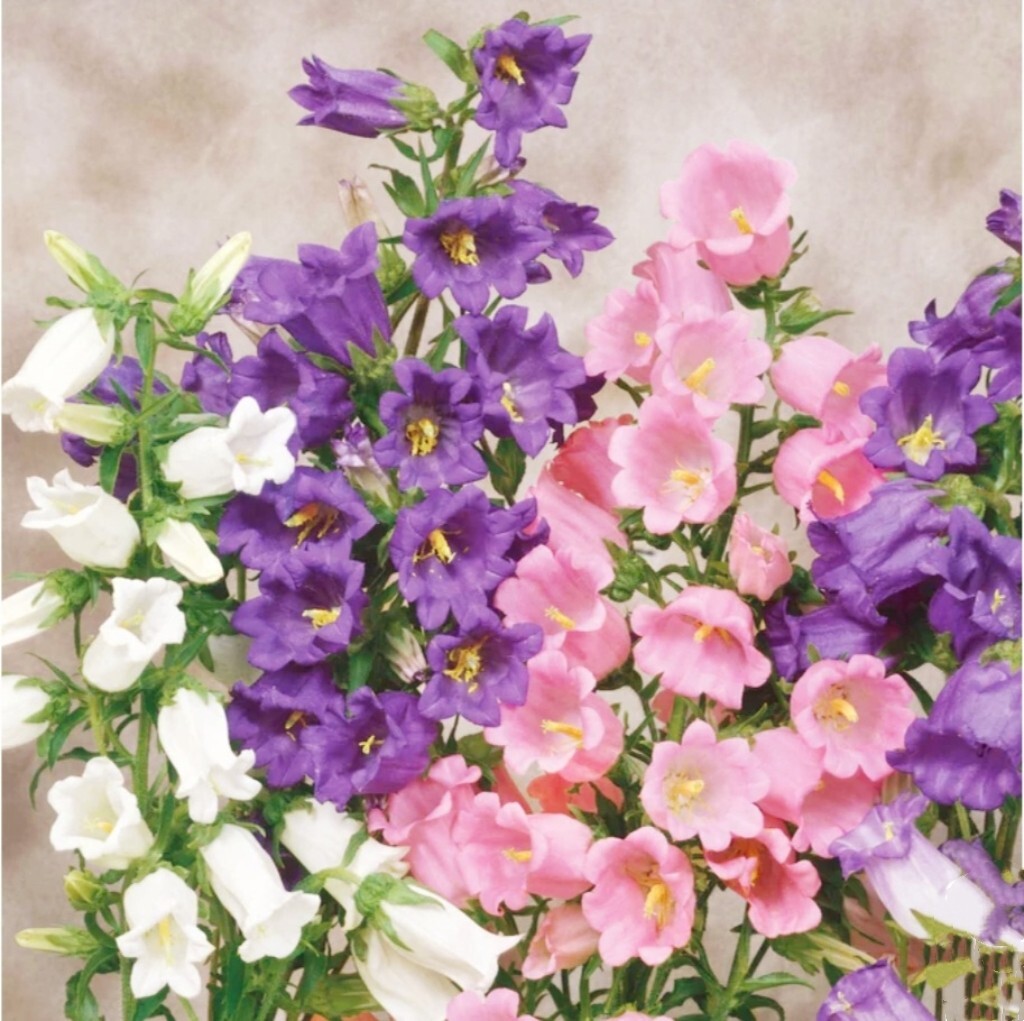 1200 Canterbury Bells Seeds, Campanula RainbowFragrant Deluxe Faerie Queen Pink