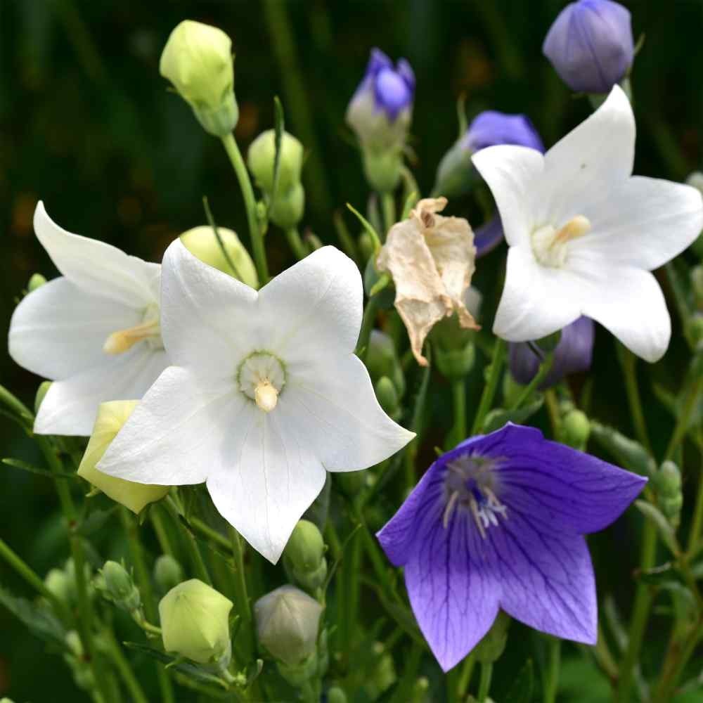 Heirloom Balloon Flowers – Purple & White – 200+ Organic Seeds