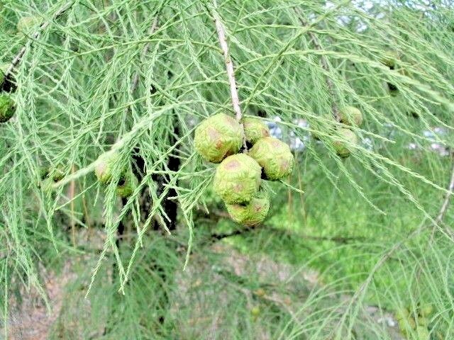 15 MONARCH OF ILLINOIS BALD CYPRESS SEEDS – Taxodium distichum ‘Monarch of Ill
